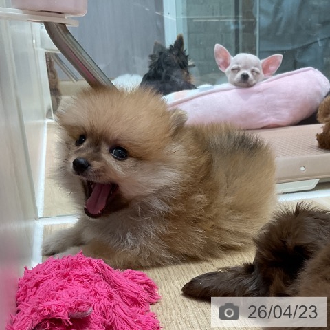 埼玉県のポメラニアン (ペットプラス ららぽーと新三郷店/2026年2月18日生まれ/男の子/オレンジ)の子犬の3枚目の画像