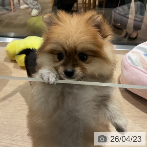 ポメラニアンの写真