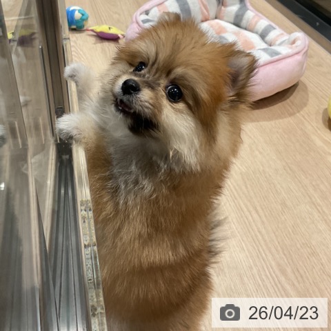 ポメラニアンの写真