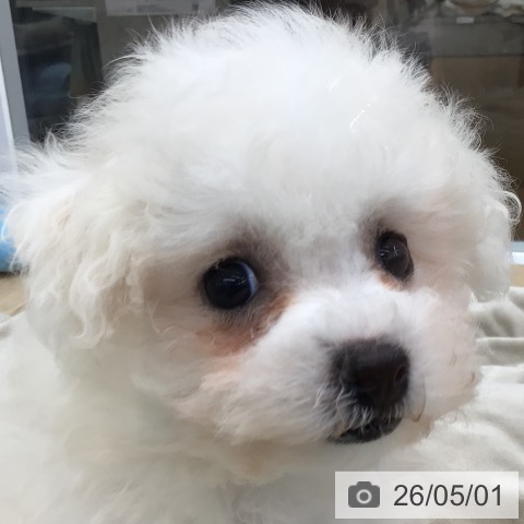 福島県のビションフリーゼ (ペットプラス 福島店/2026年2月19日生まれ/女の子/ホワイト)の子犬の4枚目の画像