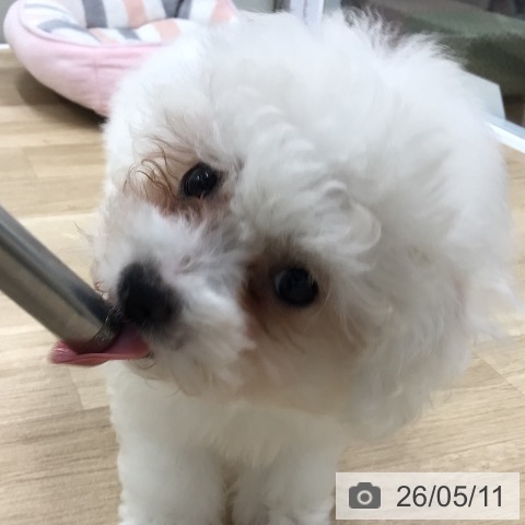 福島県のビションフリーゼ (ペットプラス 福島店/2026年2月19日生まれ/女の子/ホワイト)の子犬の3枚目の画像