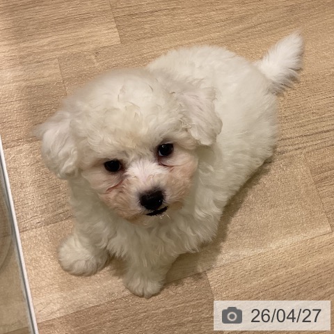 岩手県のビションフリーゼ (ペットプラス 盛岡南店/2026年2月19日生まれ/男の子/ホワイト)の子犬の4枚目の画像