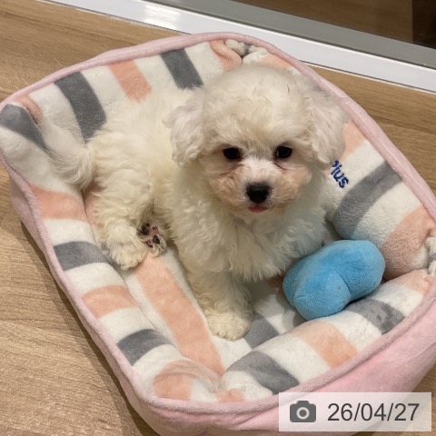 岩手県のビションフリーゼ (ペットプラス 盛岡南店/2026年2月19日生まれ/男の子/ホワイト)の子犬の3枚目の画像