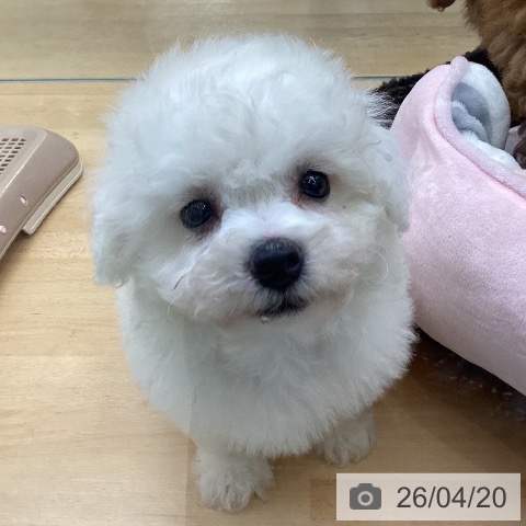 ビション・フリーゼの写真