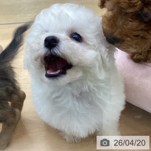 ビション・フリーゼの写真