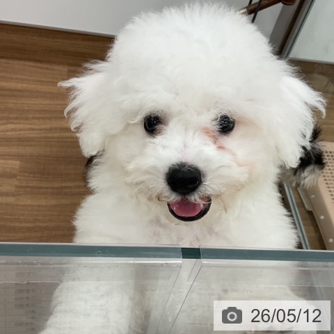 茨城県のビションフリーゼ (ペッツワン 古河店/2026年2月19日生まれ/男の子/ホワイト)の子犬の3枚目の画像