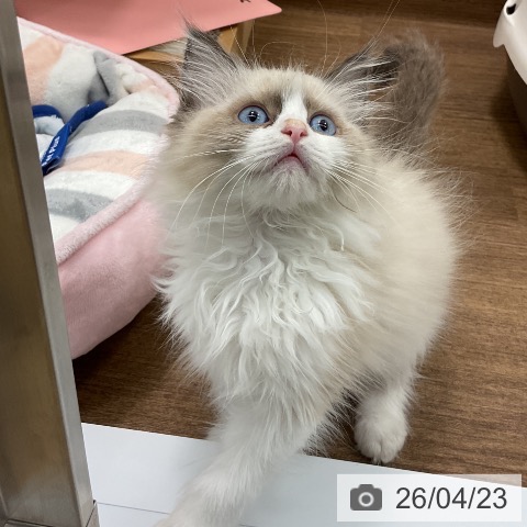 千葉県のラグドール (ペッツワン 千葉ニュータウン店/2026年2月11日生まれ/男の子/シールポイントバイカラー)の子猫の4枚目の画像