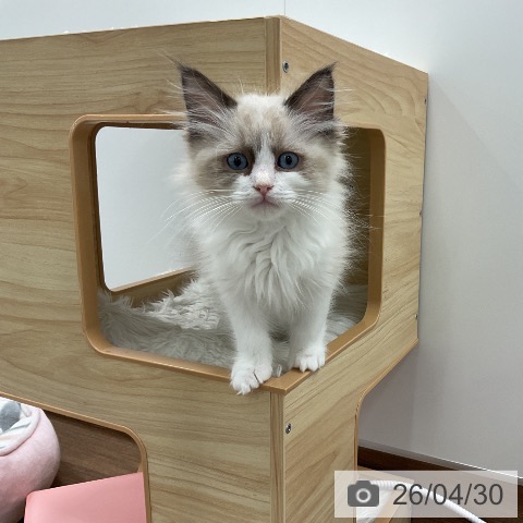 千葉県のラグドール (ペッツワン 千葉ニュータウン店/2026年2月11日生まれ/男の子/シールポイントバイカラー)の子猫の4枚目の画像