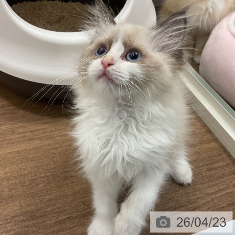 千葉県のラグドール (ペッツワン 千葉ニュータウン店/2026年2月11日生まれ/男の子/シールポイントバイカラー)の子猫の3枚目の画像