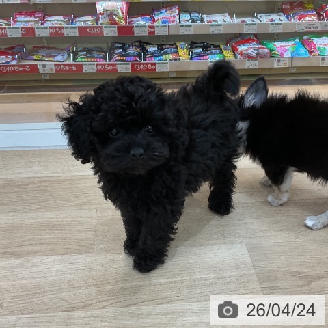群馬県のトイプードル(トイ) (ペットプラス 前橋店/2026年2月10日生まれ/女の子/ブラック)の子犬の4枚目の画像