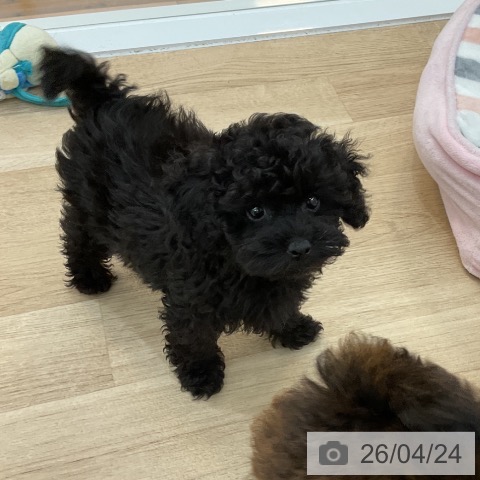 群馬県のトイプードル(トイ) (ペットプラス 前橋店/2026年2月10日生まれ/女の子/ブラック)の子犬の3枚目の画像