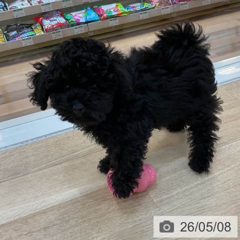 群馬県のトイプードル(トイ) (ペットプラス 前橋店/2026年2月10日生まれ/女の子/ブラック)の子犬の3枚目の画像