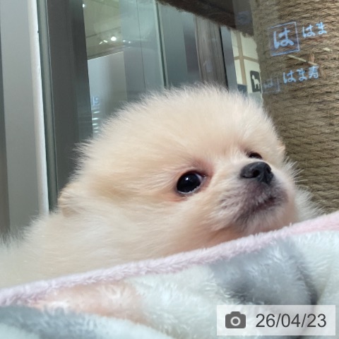 ポメラニアンの写真