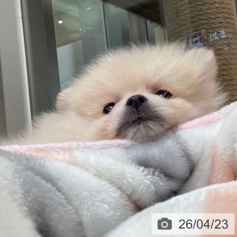 ポメラニアンの写真