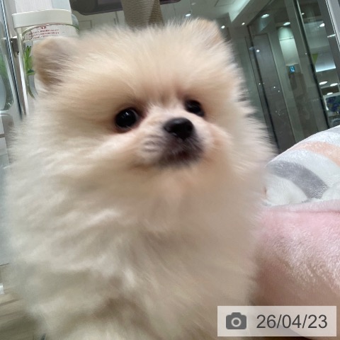 ポメラニアンの写真