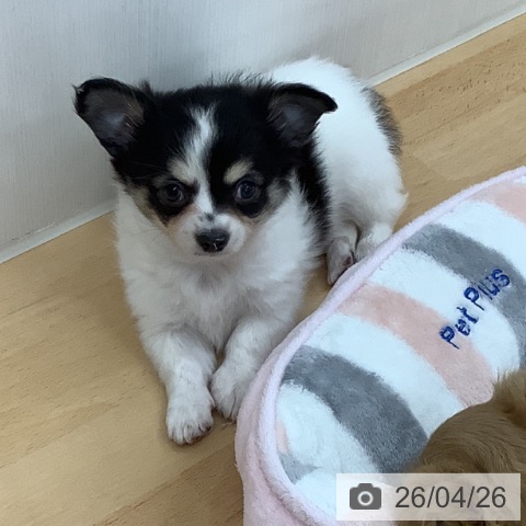 青森県のチワワ(ロング) (ペットプラス 青森浜田店/2026年2月18日生まれ/男の子/ブラックタンホワイト)の子犬の4枚目の画像