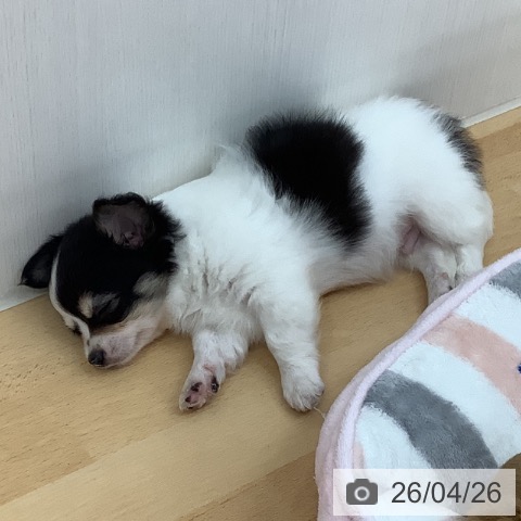 青森県のチワワ(ロング) (ペットプラス 青森浜田店/2026年2月18日生まれ/男の子/ブラックタンホワイト)の子犬の3枚目の画像