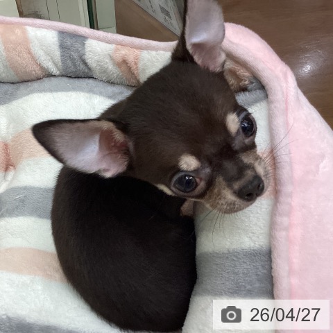 千葉県のチワワ(ロング) (ペットプラス 成田店/2026年2月18日生まれ/女の子/チョコレートタン)の子犬の4枚目の画像