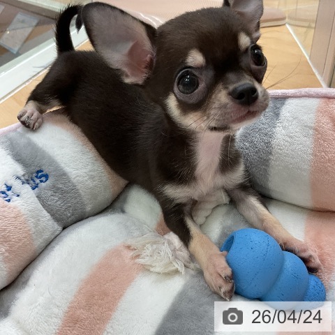 千葉県のチワワ(ロング) (ペットプラス 成田店/2026年2月18日生まれ/女の子/チョコレートタン)の子犬の3枚目の画像