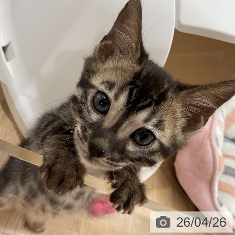 神奈川県のベンガル (ペットプラス モザイクモール港北店/2026年2月13日生まれ/男の子/ブラックチャコールスポテッドタビー)の子猫の4枚目の画像