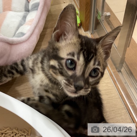 神奈川県のベンガル (ペットプラス モザイクモール港北店/2026年2月13日生まれ/男の子/ブラックチャコールスポテッドタビー)の子猫の3枚目の画像