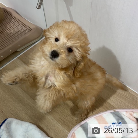 長野県のトイプードル(トイ) (ペットプラス 長野店/2026年2月18日生まれ/男の子/クリーム)の子犬の4枚目の画像