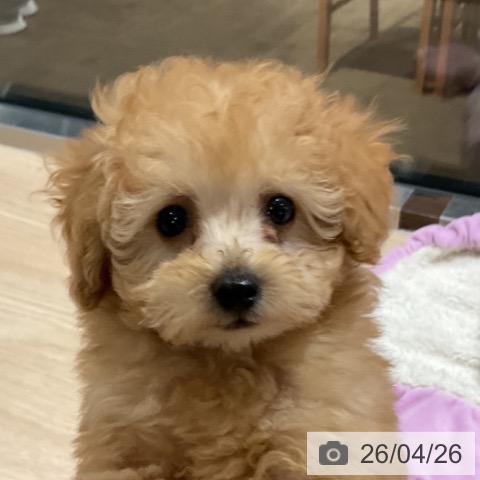 埼玉県のトイプードル(トイ) (ペットプラス コクーンシティ店/2026年2月18日生まれ/男の子/クリーム)の子犬の4枚目の画像