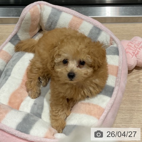 埼玉県のトイプードル(トイ) (ペットプラス コクーンシティ店/2026年2月18日生まれ/男の子/クリーム)の子犬の3枚目の画像