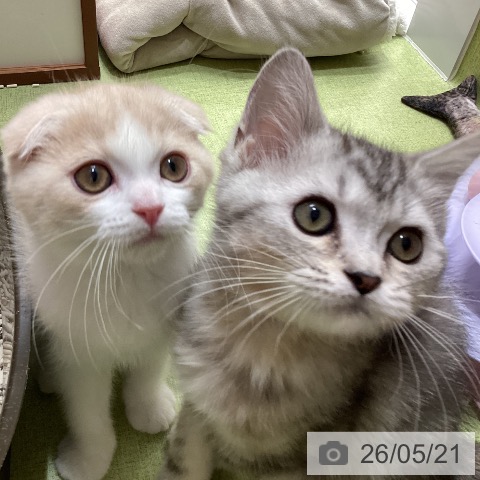 埼玉県のスコティッシュフォールド (ペットプラス 八潮店/2026年2月17日生まれ/男の子/クリームタビーホワイト)の子猫の3枚目の画像