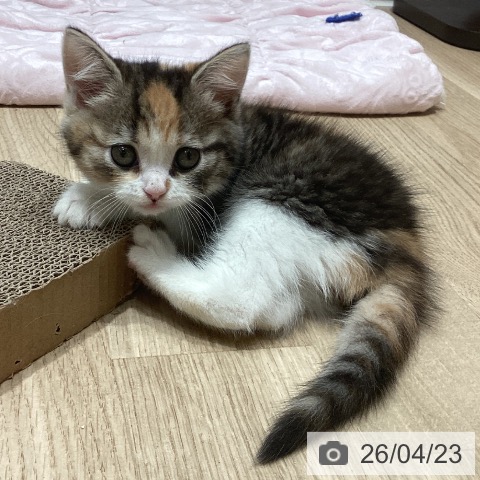 スコティッシュフォールドの写真