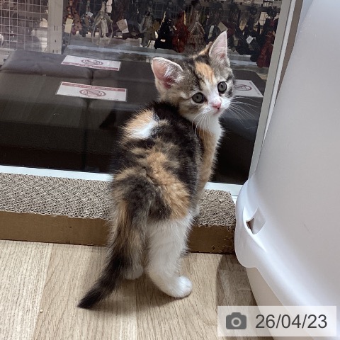 スコティッシュフォールドの写真