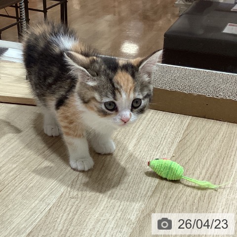 スコティッシュフォールドの写真