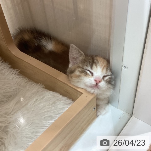 スコティッシュフォールドの写真