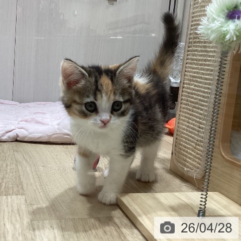 埼玉県のスコティッシュフォールド (ペットプラス ピオニウォーク東松山店/2026年2月17日生まれ/女の子/キャリコ)の子猫の3枚目の画像