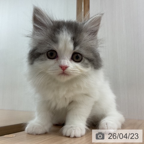 神奈川県のスコティッシュフォールド (ペットプラス モザイクモール港北店/2026年2月17日生まれ/女の子/ブルータビーホワイト)の子猫の4枚目の画像