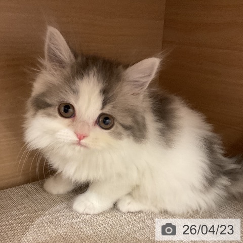 神奈川県のスコティッシュフォールド (ペットプラス モザイクモール港北店/2026年2月17日生まれ/女の子/ブルータビーホワイト)の子猫の3枚目の画像