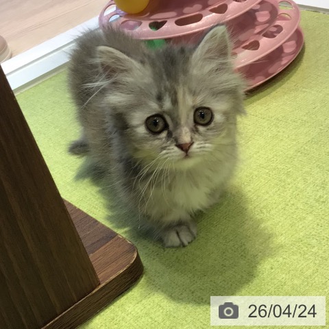 東京都のマンチカン (ペットプラス 多摩平の森店/2026年2月20日生まれ/女の子/ブルーパッチドタビー)の子猫の3枚目の画像