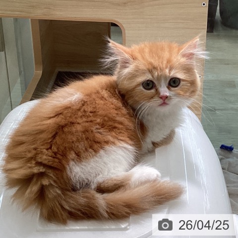 宮城県のスコティッシュフォールド (ペットプラス 仙台泉大沢店/2026年2月18日生まれ/女の子/レッドタビーホワイト)の子猫の4枚目の画像