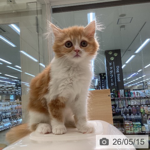 宮城県のスコティッシュフォールド (ペットプラス 仙台泉大沢店/2026年2月18日生まれ/女の子/レッドタビーホワイト)の子猫の4枚目の画像