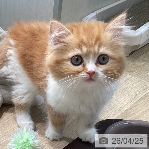 宮城県のスコティッシュフォールド (ペットプラス 仙台泉大沢店/2026年2月18日生まれ/女の子/レッドタビーホワイト)の子猫の3枚目の画像