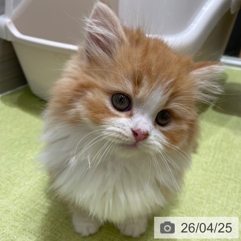 神奈川県のマンチカン (ペットプラス テラスモール湘南店/2026年2月18日生まれ/男の子/レッドタビーホワイト)の子猫の4枚目の画像