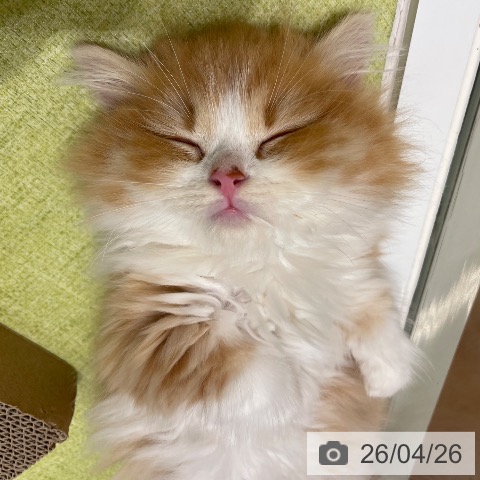 神奈川県のマンチカン (ペットプラス テラスモール湘南店/2026年2月18日生まれ/男の子/レッドタビーホワイト)の子猫の3枚目の画像