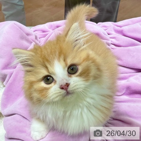 マンチカンの写真