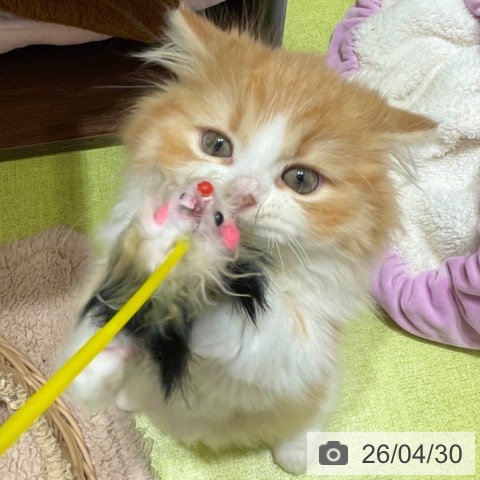 マンチカンの写真