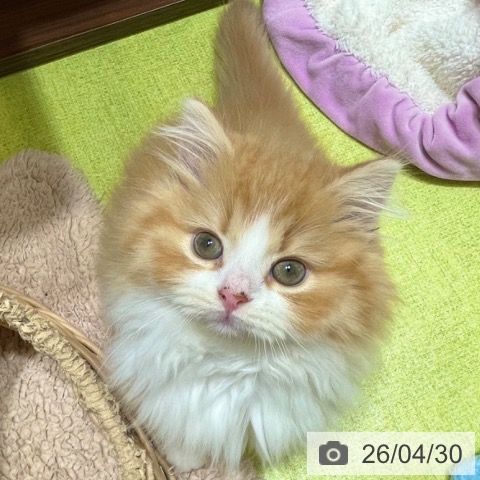 マンチカンの写真