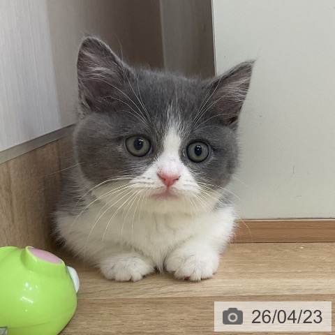 マンチカンの写真