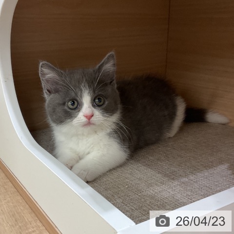 マンチカンの写真