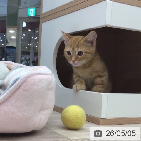 埼玉県のアメリカンショートヘアー (ペットプラス 浦和美園店/2026年2月4日生まれ/男の子/レッドタビー)の子猫の4枚目の画像