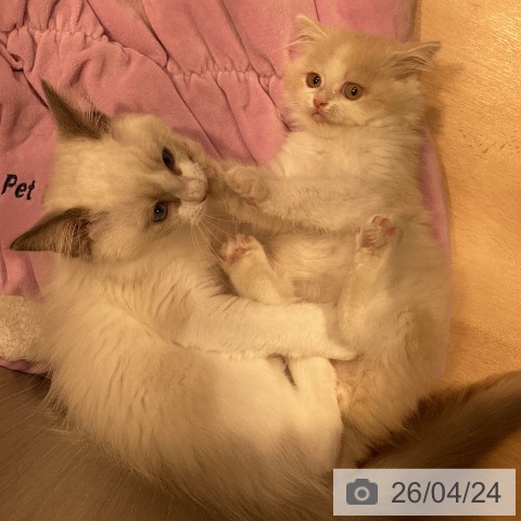 ミヌエットの写真