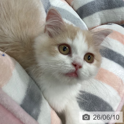 ミヌエットの写真